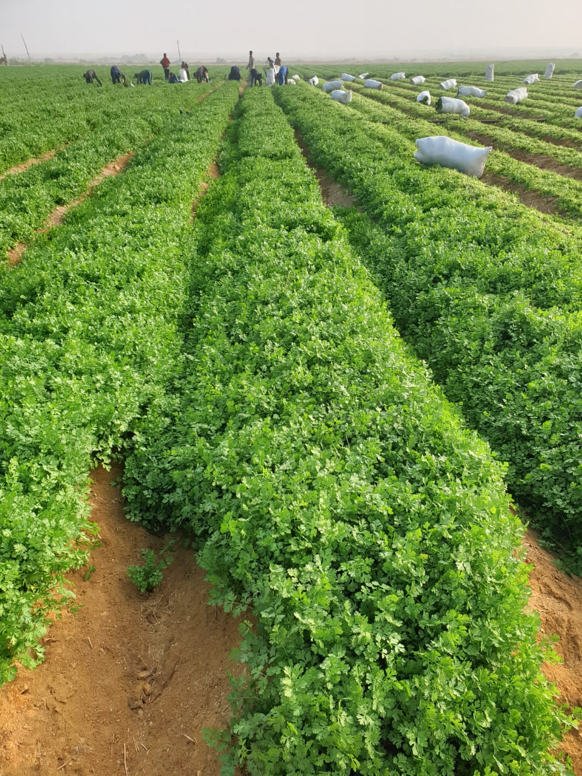 showing our real work